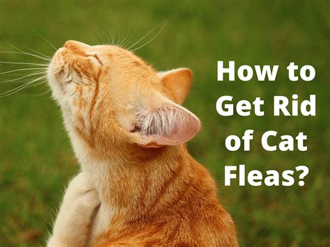 How To Get Rid Of Cat Fleas Cat Fleas Cat Has Fleas Fleas