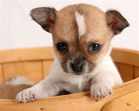 Pictures Of Cute Chihuahua Puppies