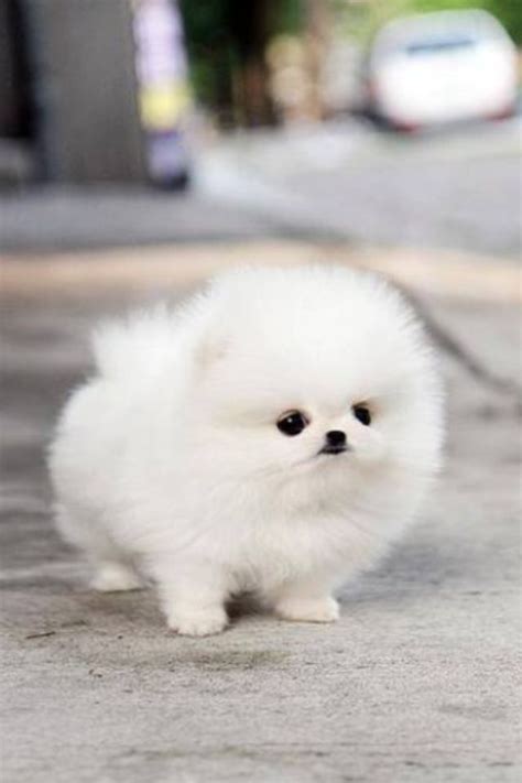 19 Best Images About White Teacup Pomeranian Puppies On Pinterest