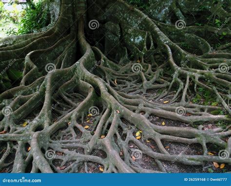 Tree Roots Stock Photo Image Of Garden Design Intertwined 26259168