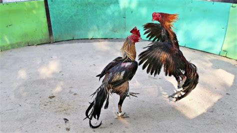 Around 30 Arrested As Police Swoop Down On Cockfighting Ring