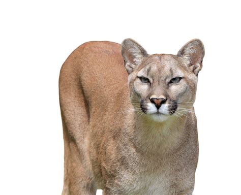 Cougar Isolated White Background Free Stock Photo Public Domain Pictures