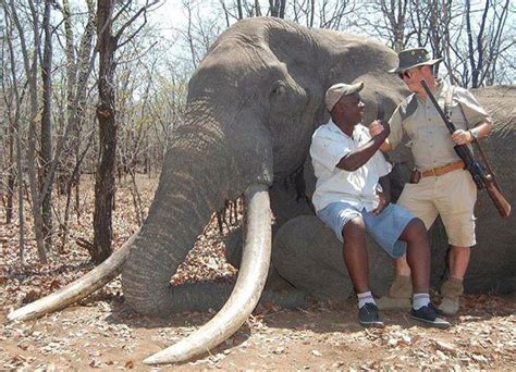 Iconic Giant Elephant Shot Dead By Trophy Hunters In Zimbabwe