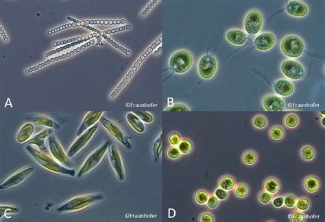 Microalgae Underestimated All Rounders Chemistryviews