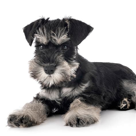 Gallery Of Colors The American Miniature Schnauzer Club