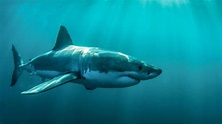 Der Weiße Hai - Infos im Tierlexikon - [GEOLINO]