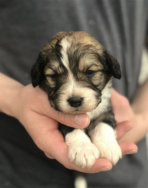 Upcoming aussiedoodle, sheepadoodle, and bernedoodle litters. Orange - Male Mini Bernedoodle puppy for sale in Logan ...