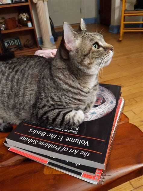 Cats Helping With Homework