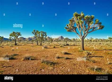 Joshua Trees In The Mojave Desert With Boulder Formation In The Distant