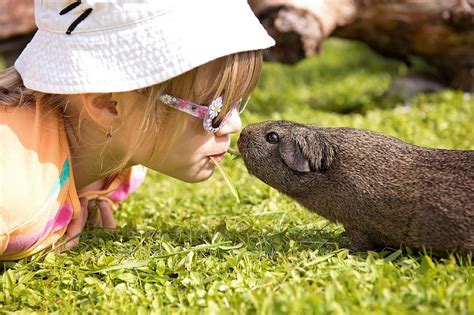 This isn't to say iguanas can't make good pets, but they. Choosing Your Child's First Pet