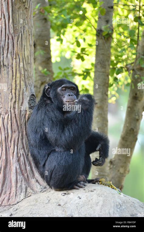 Chimpanzee Eating Banana In Zoo Stock Photo Alamy