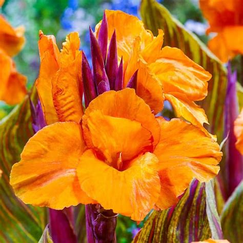 Brecks Phasion Giant Variegated Canna Lily Bulbs Orange Flowers 3