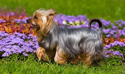 Silky Terrier Breed Characteristics Care And Photos Bechewy