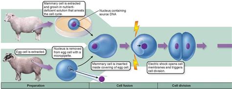 Reproductive Cloning The New Biology The Continuity Of Life The