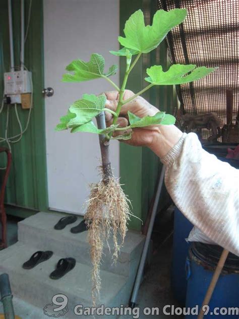 Make use of a distinctly sharp knife to cut a tree branch, at least 15 centimeters long but shorter than 30. Pin on Propagation