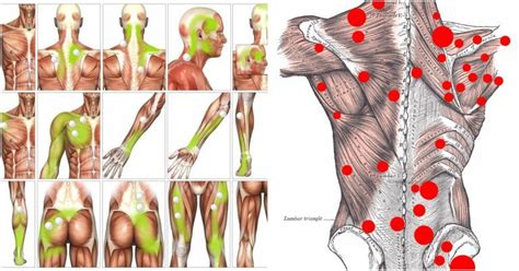 Self Massage And Myofascial Trigger Point Release