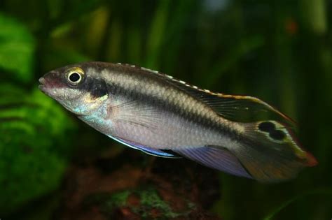 Kribensis Cichlid The Complete Care Breeding And Info Guide