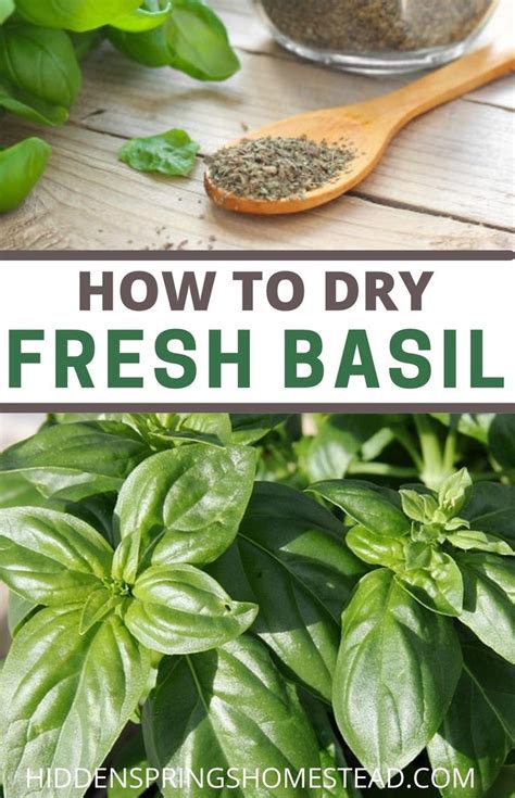 4 Ways To Dry Fresh Basil How To Dry Basil Canning Recipes Fresh Basil