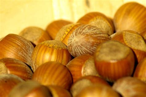 Scientifically Proven Health Benefits Of Hazelnuts How To Ripe