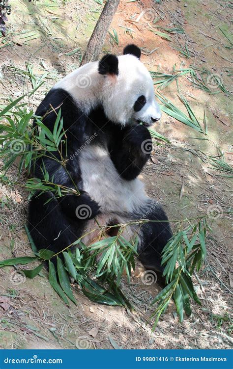 Giant Panda In A Singapore Zoo Stock Photo Image Of Asia Chinese