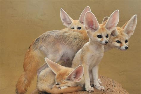 All About Animal Wildlife Fennec Foxe Facts Photos Images