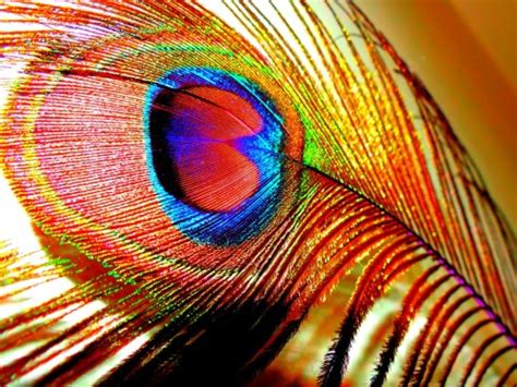 We did not find results for: peacock feather on Tumblr