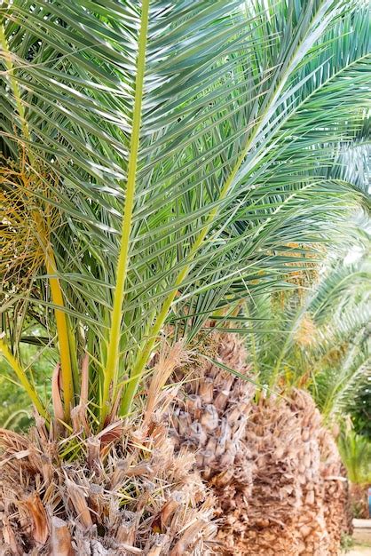 Premium Photo View Of Palm Tree Stem And Branches Leaves In The Street
