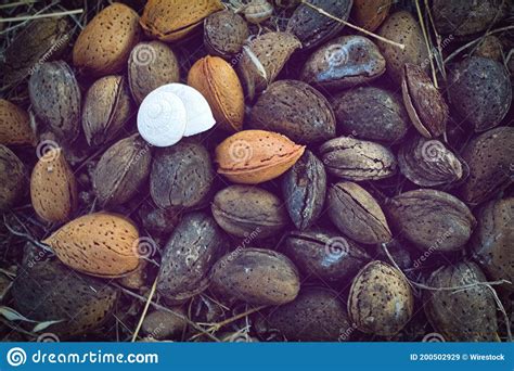 Top View Of The Almond Shells On The Ground Stock Image Image Of