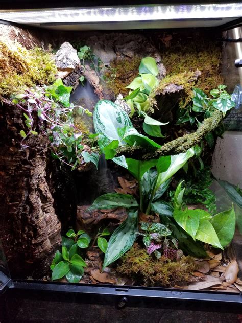 Paludarium For Crested Gecko Paludarium 2021