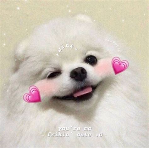 Love Aesthetic Et Puppy Image Sur We Heart It Memes De Animales