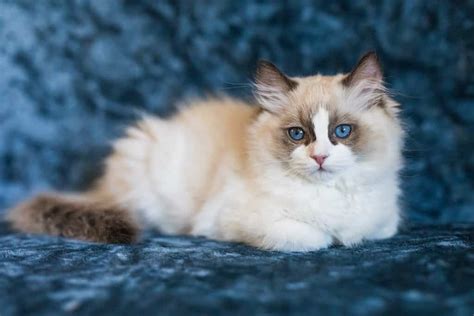 Ragdoll Cat Prices In 2023 Purchase Cost Vet Bills And Other Costs