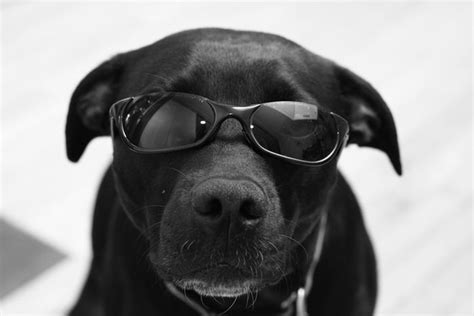 Dogs Wearing Sunglasses 65 Pics