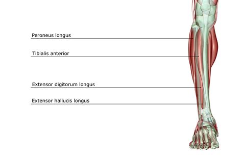 Peroneus Longus Anatomy Function Rehabilitation