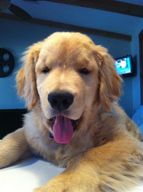 Ray Charles The Blind Golden Retriever Puppy