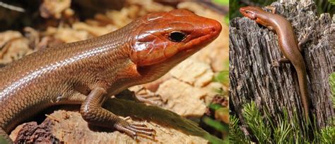 The 14 Types Of Lizards In South Carolina Id Guide 2022