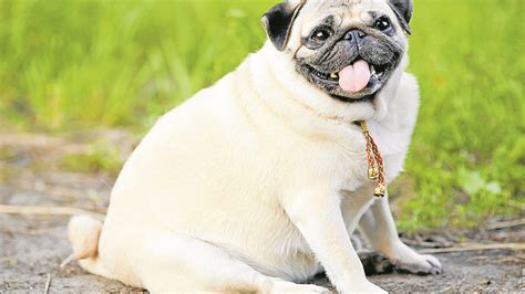Share the best gifs now >>>. A fat dog isn't cute— it's a serious problem | Inquirer Lifestyle