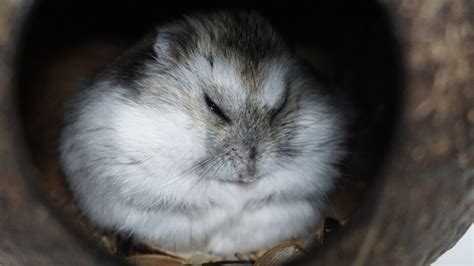 Campbells Russian Dwarf Hamster Info Pictures Temperament Traits Pet Keen