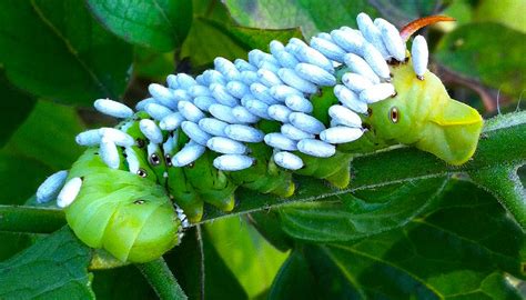 Parasitized Tomato Hornworm Caterpillar Photograph By Richard Lent