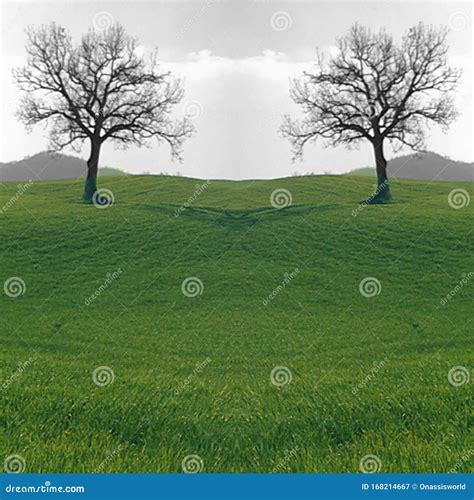 Twin Trees In A Green Field Abstract Stock Image Image Of Trees Twin