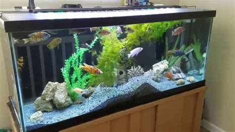 African Cichlids Update 125 Gallon Tank More Or Less Damage