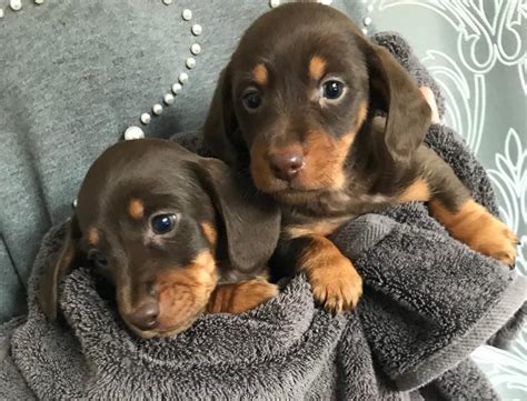 Miniature Dachshund Puppies For Sale Tabitomo