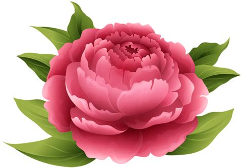 Red Peony Png Clip Art Image Red Peonies Flower Drawing Flower Art