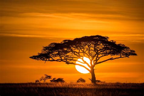 Acacia Tree African Tree Africa Sunset African Sunset