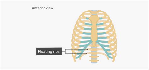 Rib Cage Human Skeleton Human Body Anatomy Thoracic Cage Diagram