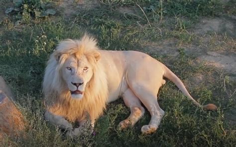 Top Most Unique Lions In The World Do You Know Them