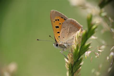 Get Counting Big Butterfly Count 2020 Thames Basin Heaths