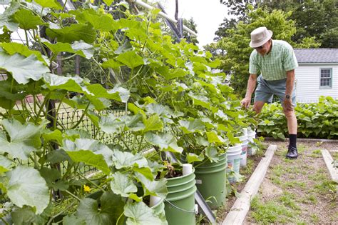 I'm think no more than 2 plants, but maybe only one? Tomatoes: Grow them in buckets to improve soil, reduce ...