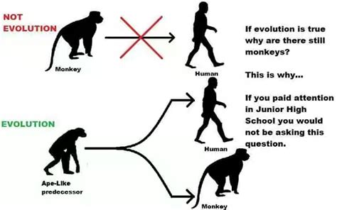 If We Evolved From Monkeys Why Are There Still Monkeys Religion