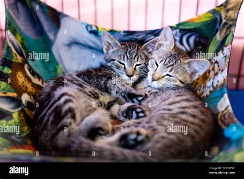 Napping Kittens Cuddle In A Cat Hammock Stock Photo Alamy