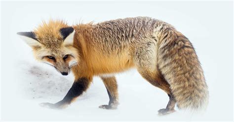 Rüyada Tilki Görmek Nedir? Ne Anlama Gelir? - Diyadinnet Rüya Tabirleri